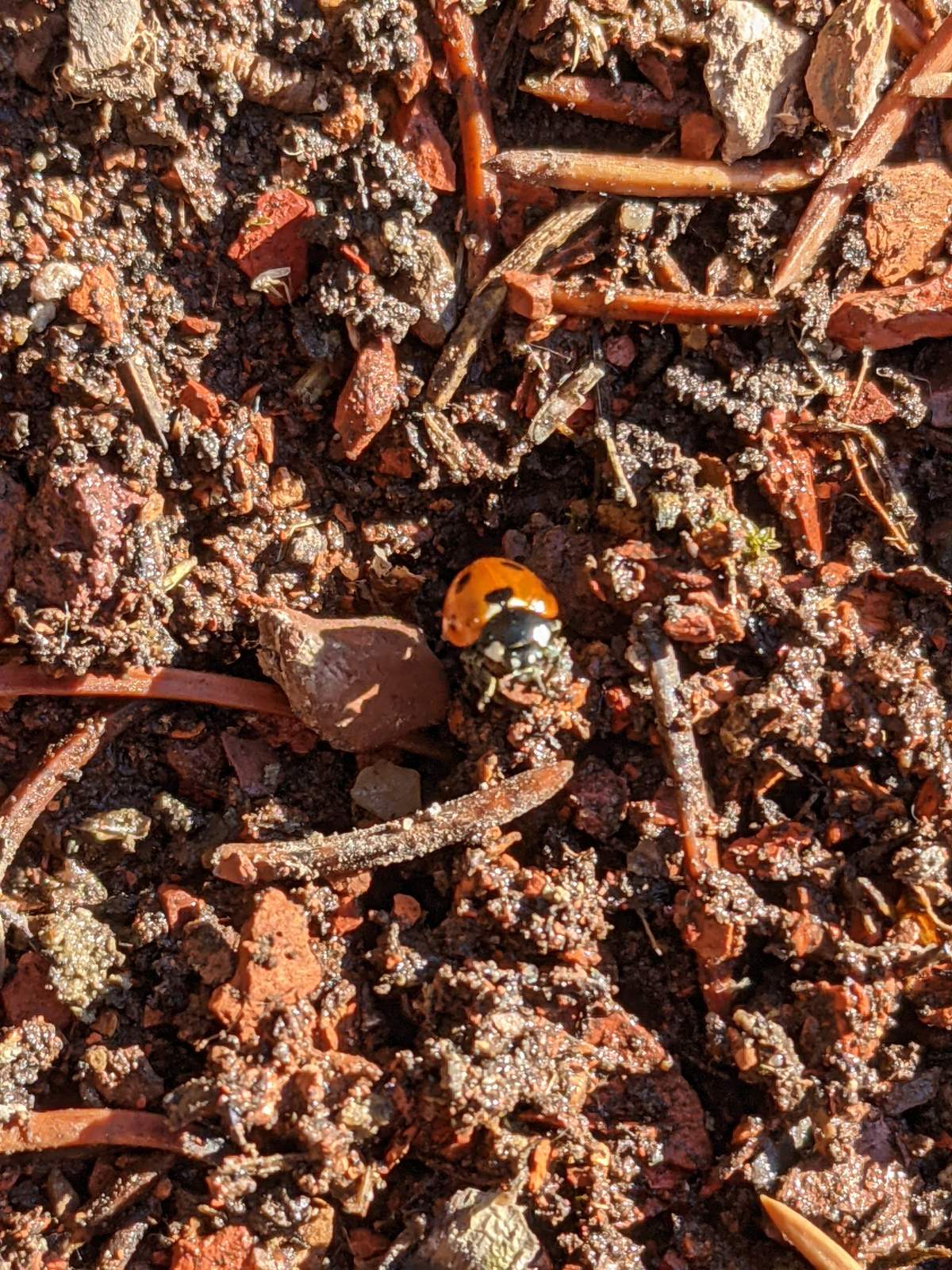 A sign of spring in Liz Skorupa’s backyard.