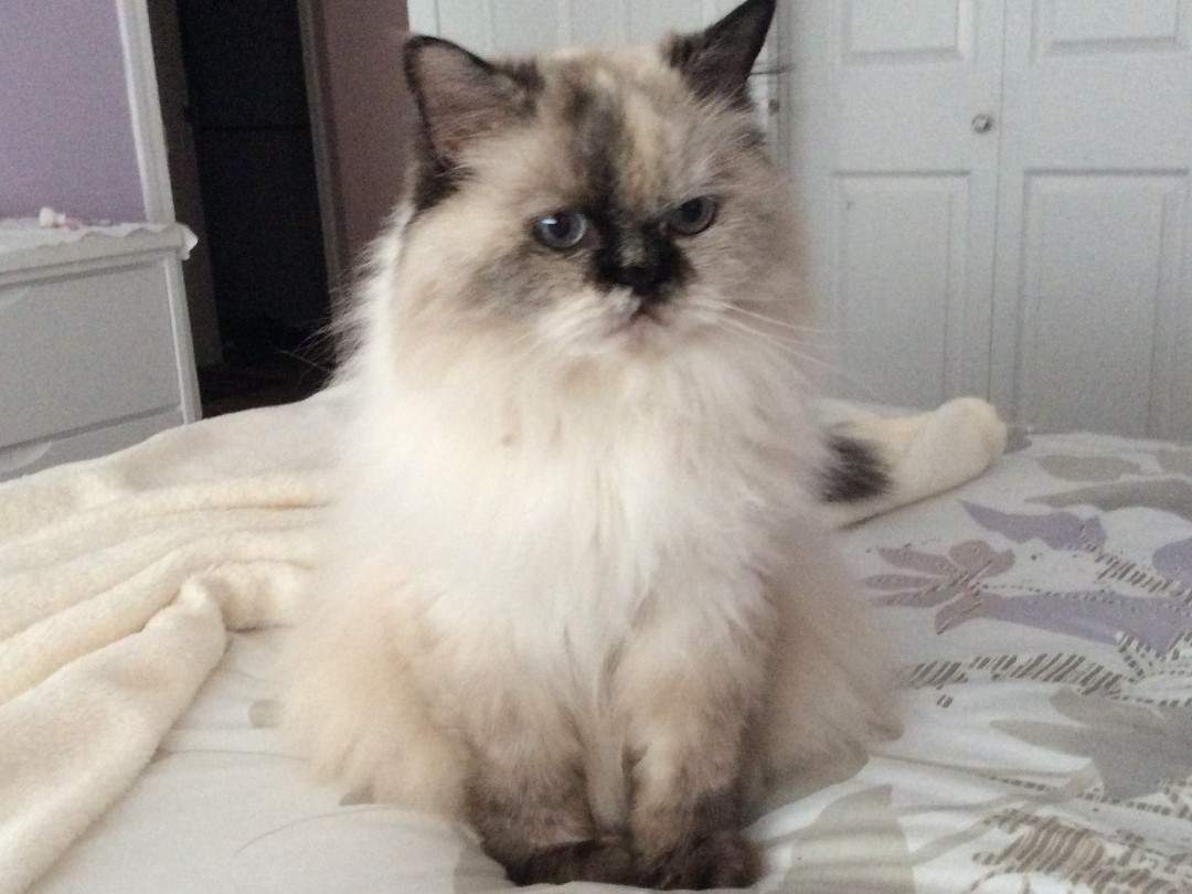 An Okanagan resident has entered her cat, Reba, in America’s Favorite Pet and is seeking voting help from the public.