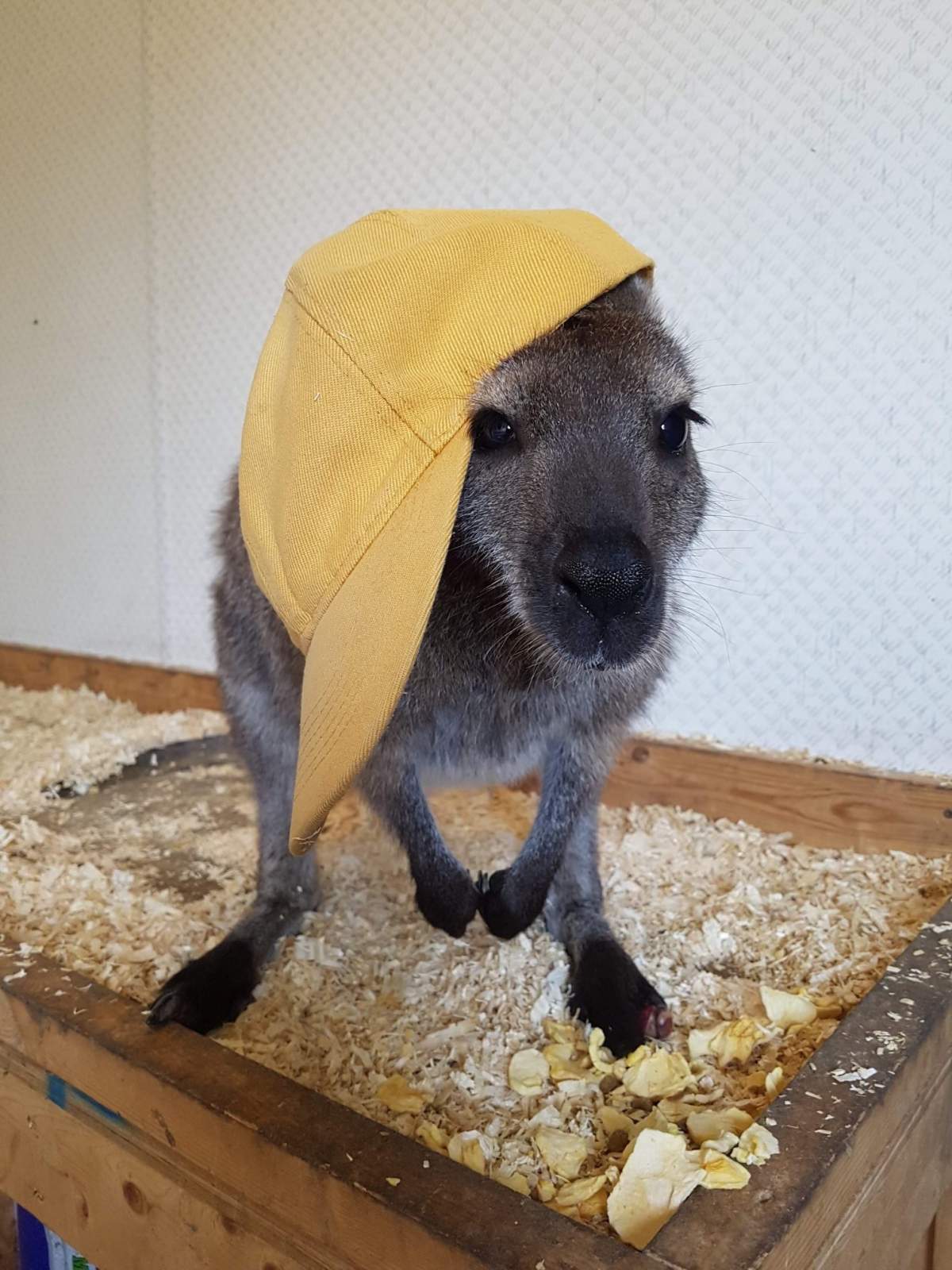Dressing up Pablo.