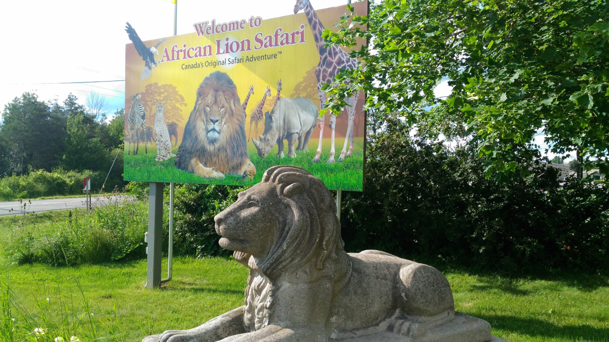 Animal advocates say African Lion Safari is the worst zoo for elephants in North America - image