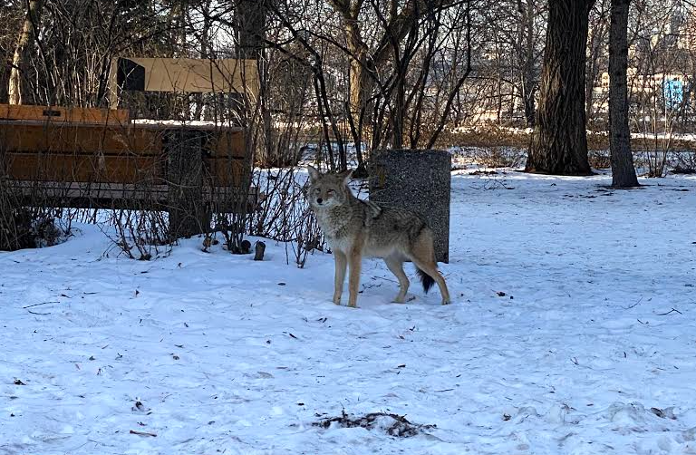 A coyote near Saskatchewan Drive in Edmonton, Alta.