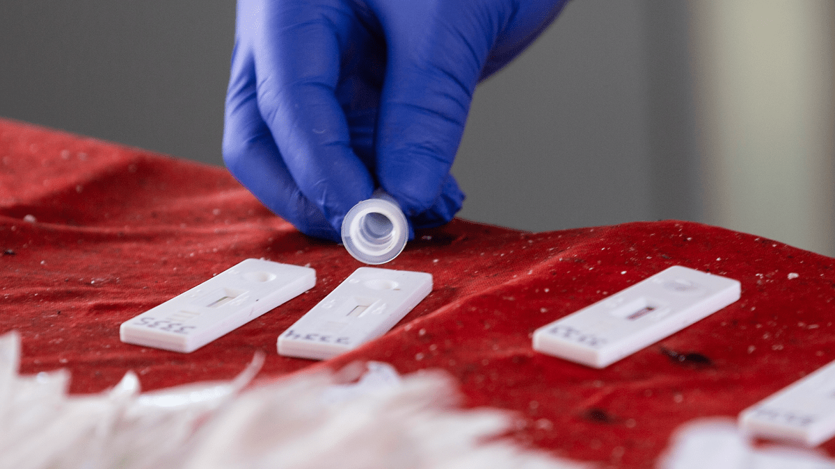 Rapid antigen tests are used to screen asymptomatic people for COVID-19. - Javid Dar.