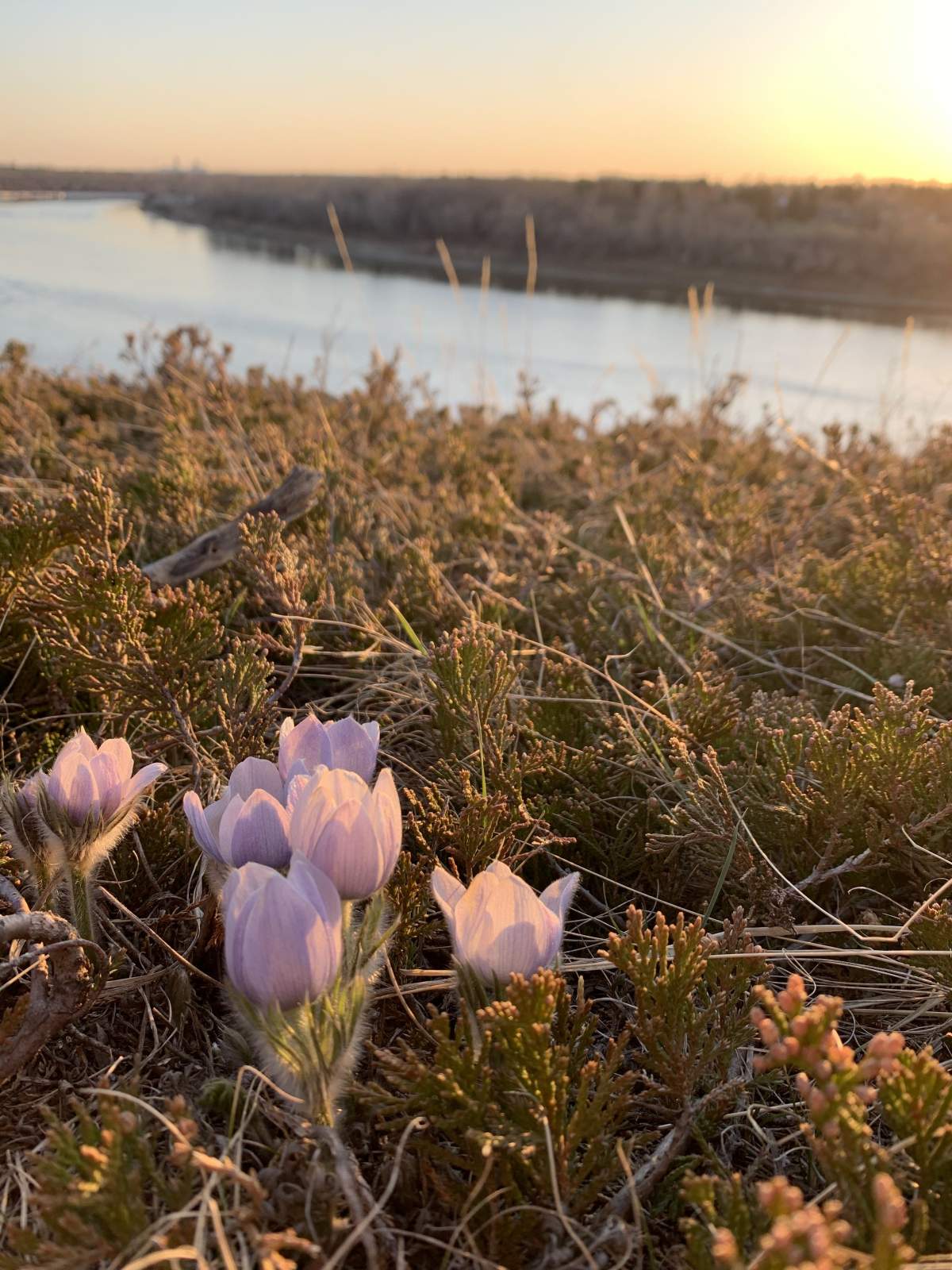 The April 30 Your Saskatchewan photo of the day was taken by Rosalie Roesch in Saskatoon.