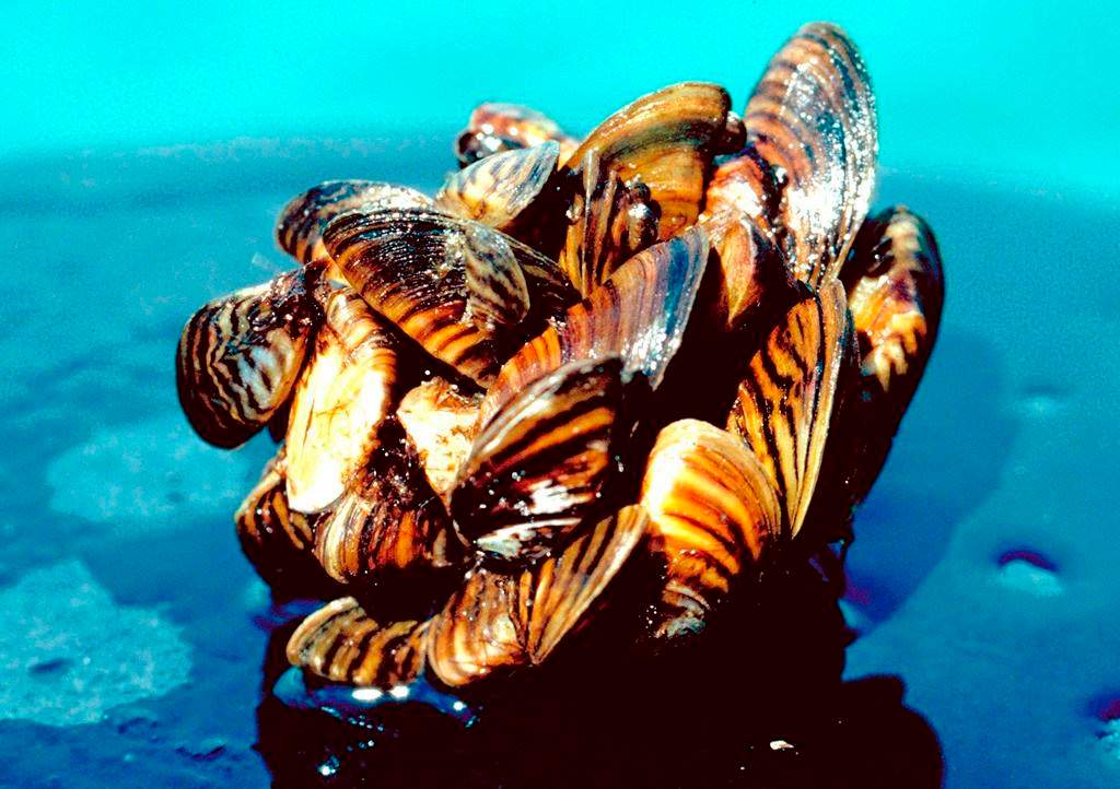In this undated file photo provided by the U.S. Department of Agriculture is a group of zebra mussels.