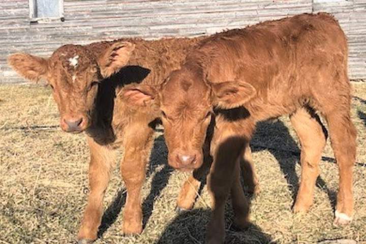 Michael Goodine of Clearwater County has been charged with four counts of theft of cattle.