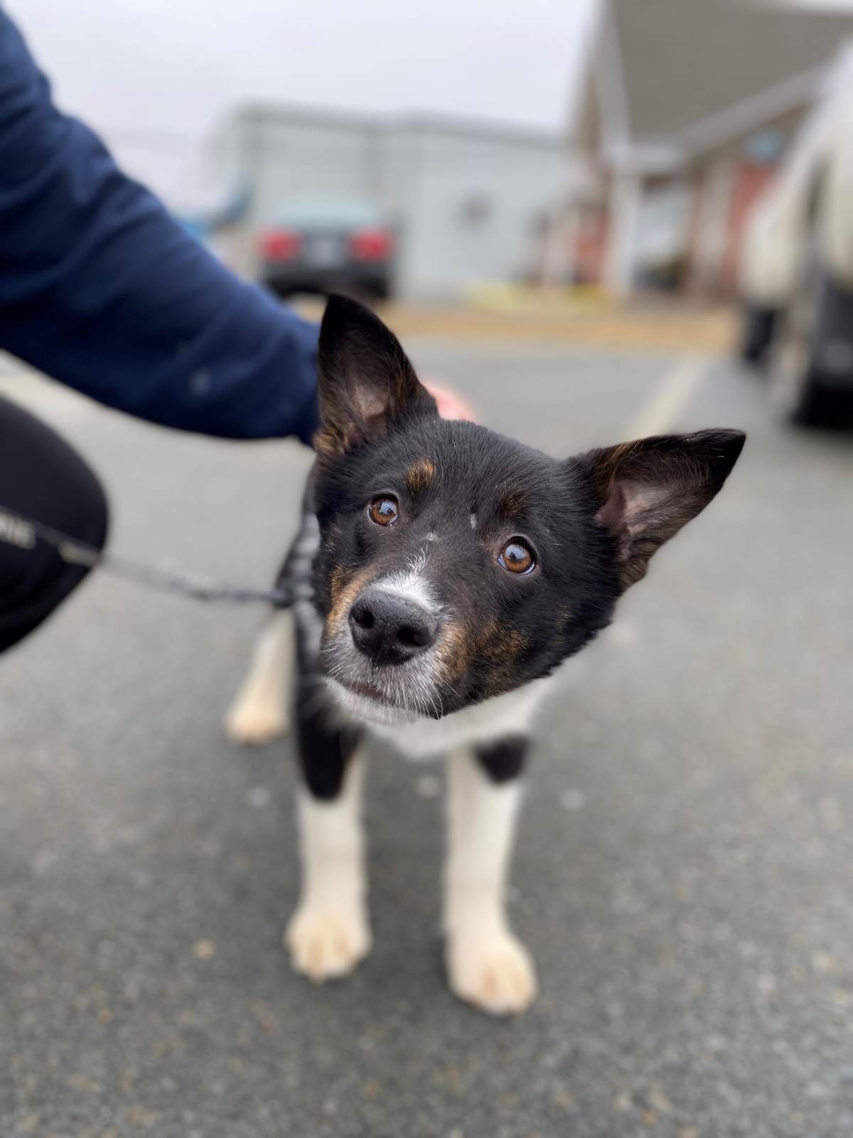 A Facebook post from the SPCA about the dogs says they are “scared of life” and that “normal every day things like collars or cuddles are terrifying and brand new.”