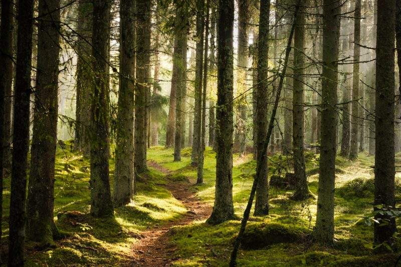 Alberta's United Conservatives passed the Forest Act late last year and it is to come into effect May 1.