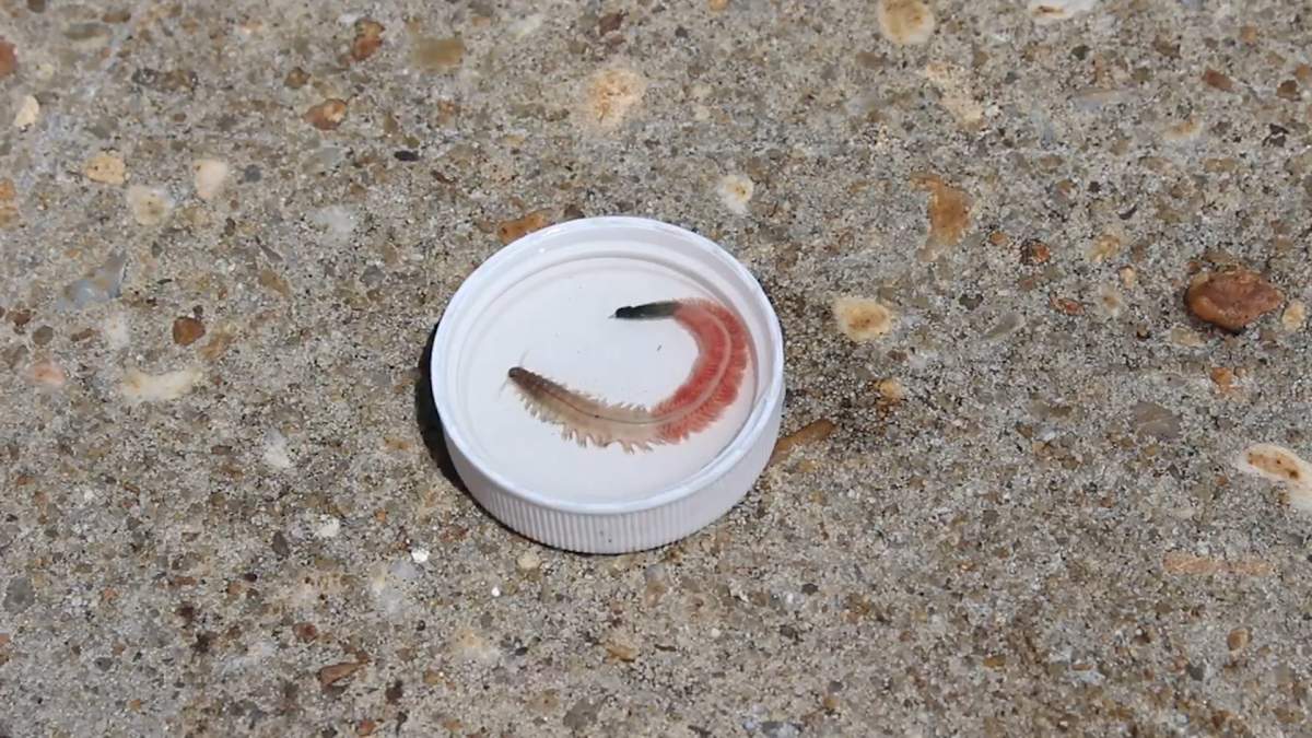A clamworm is shown off the coast of South Carolina in this image from video.