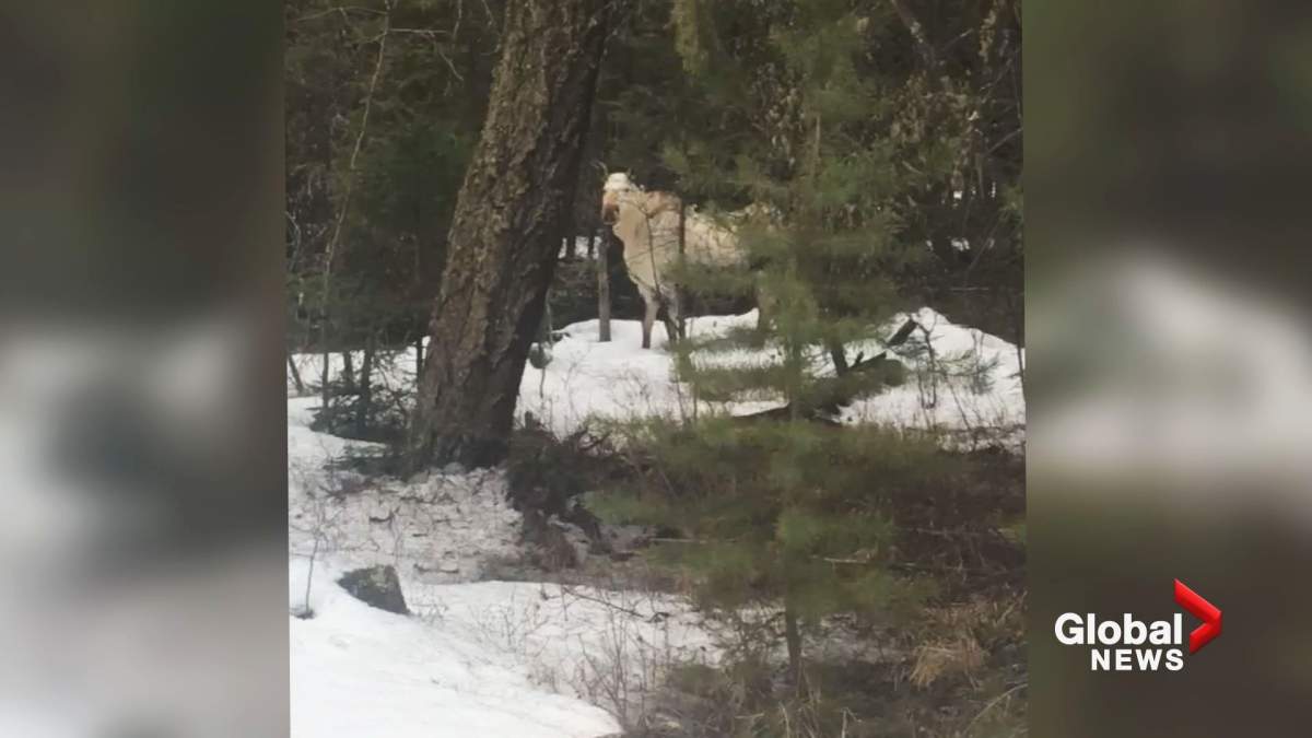 This rare white moose was spotted in B.C.\’s Cariboo region by resident Hattie Deyo.