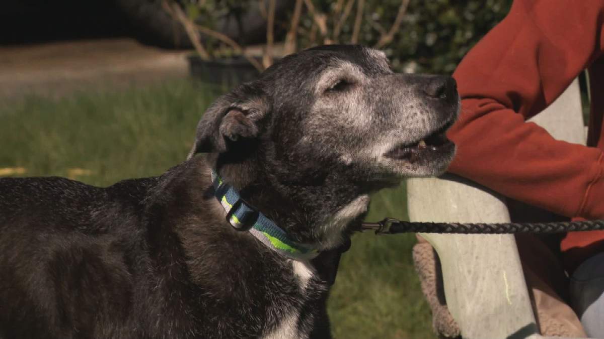 Sheba had something to add to the story when Global News stopped by on Tuesday.