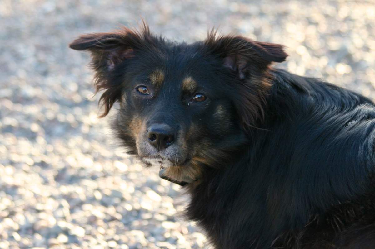 One of the 77 puppies and dogs rescued from a Cape Breton property by the Nova Scotia SPCA. 
