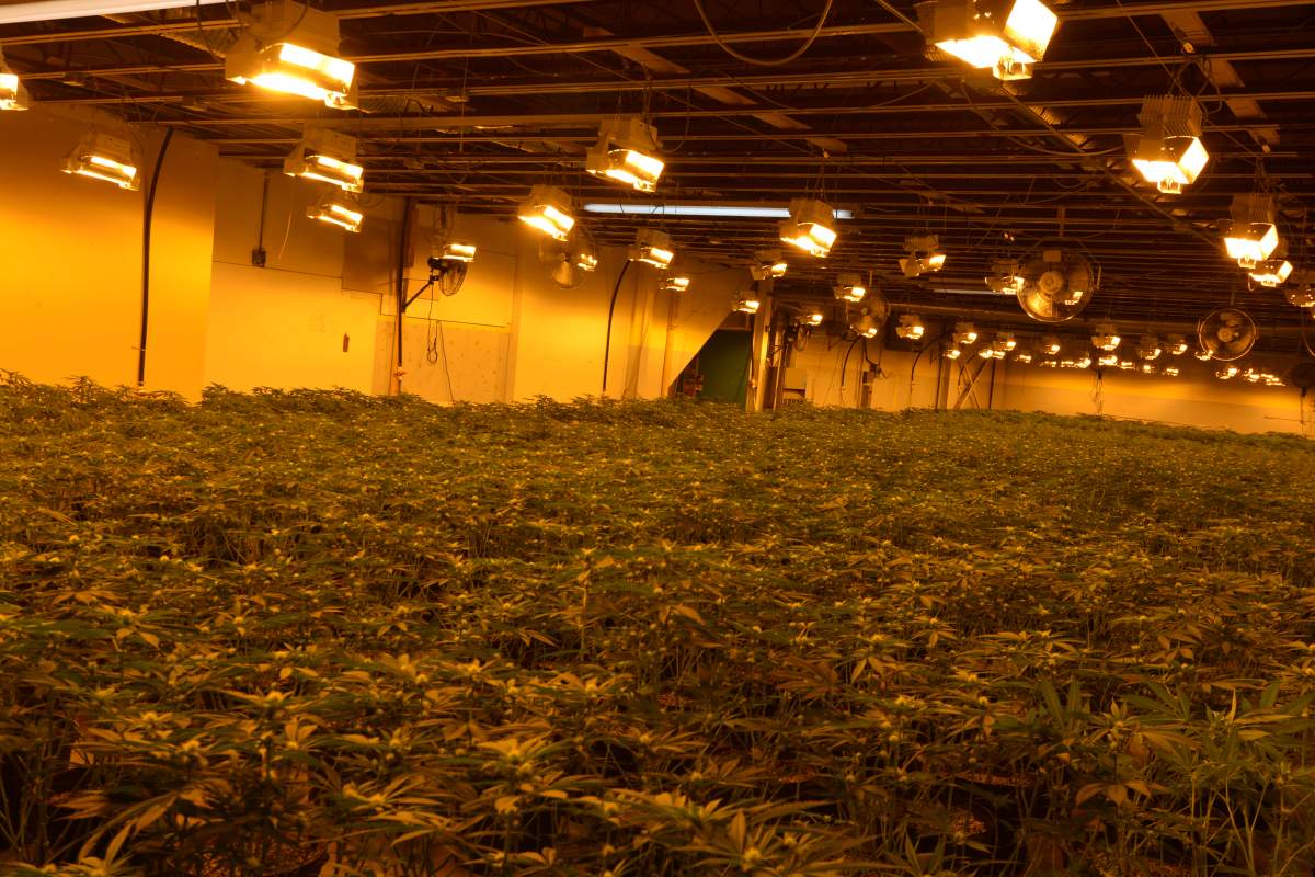 A  joint-taskforce with Belleville police and OPP seized thousands of cannabis plants from an east end industrial complex in Belleville last weekend. 