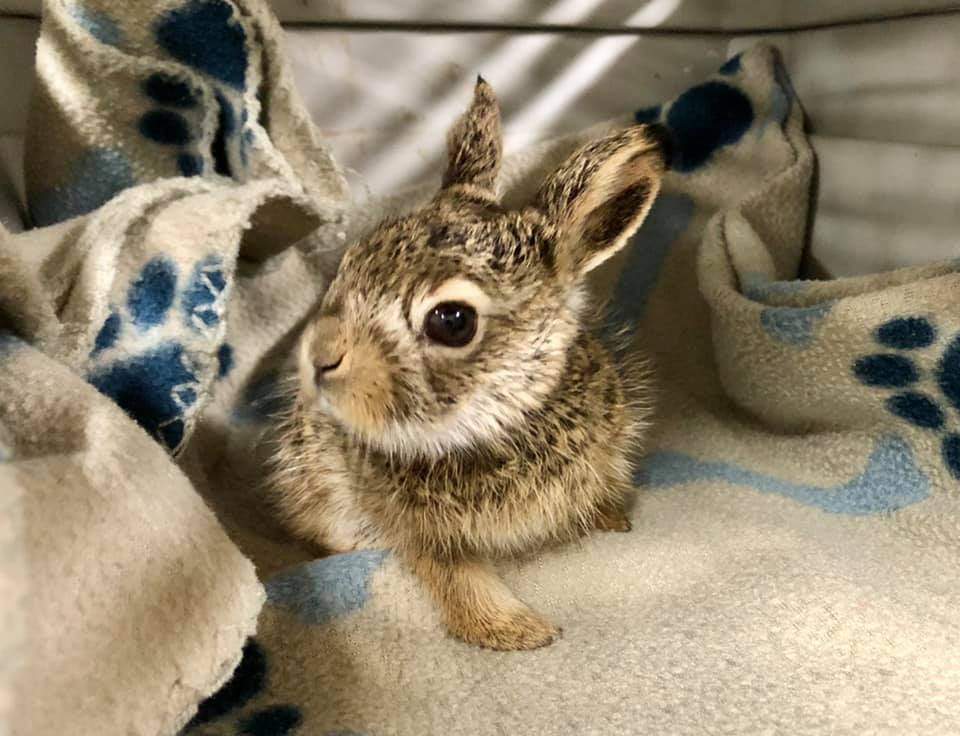 Salthaven West is dealing with a busy time of year, with an uptick in vehicle and window strikes and people rescuing animals who don't need to be rescued.
