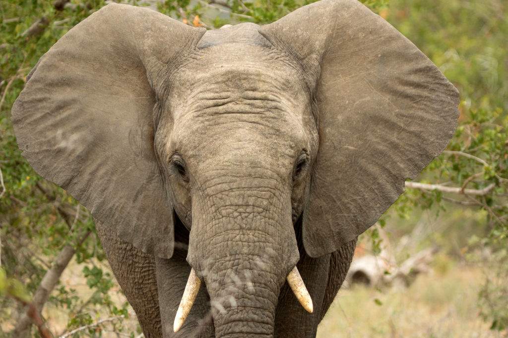 An African elephant is shown in Kruger National Park in South Africa.