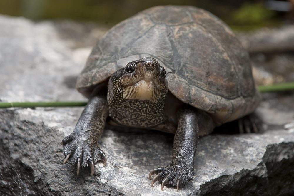 A Florida tortoise/red-eared turtle is shown in this Aug. 13, 2010 file photo.