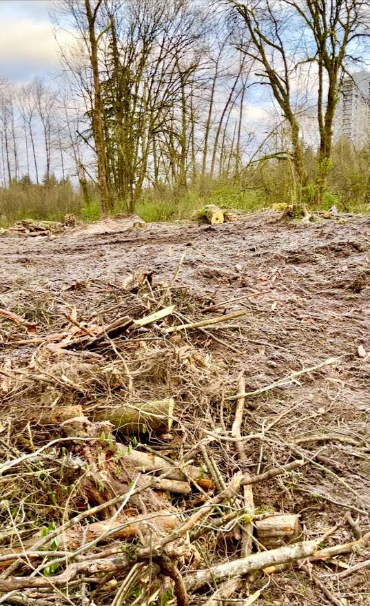 Trees cut down in the area where the Trans Mountain pipeline construction was taking place. Courtesy: Coast Protectors
