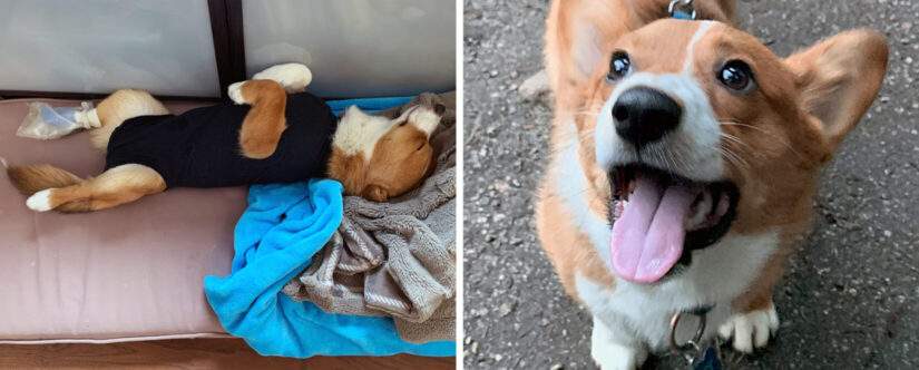 Joey before and after being cared for following rescue from a Princeton property.