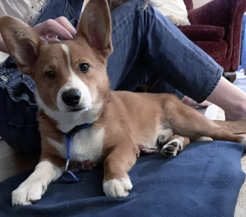 Joey, a rescue dog from a Princeton property.