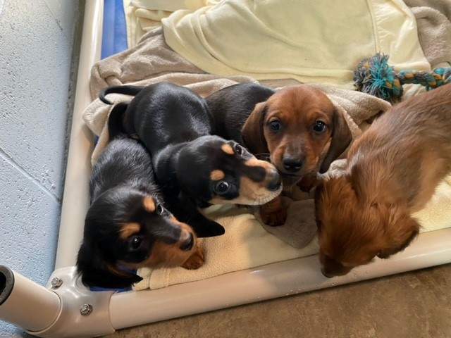 Some of the puppies seized by the BC SPCA.
