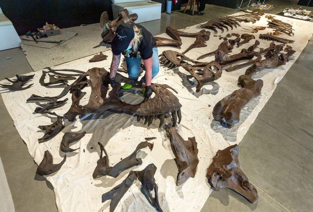 Employees of the Dinosaur Museum Altmühltal work among original and reproduced bone fragments of a Tyrannosaurus rex, which are spread out on the floor in a cleared area of the museum on April 15, 2021.