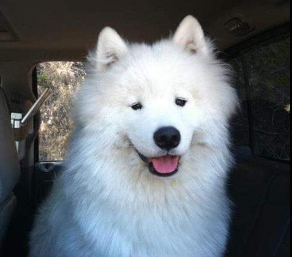 Nanook, a 10-year-old, samoyed, went missing on May 2 from a the Power’s Creek / Glenn Canyon area of West Kelowna.