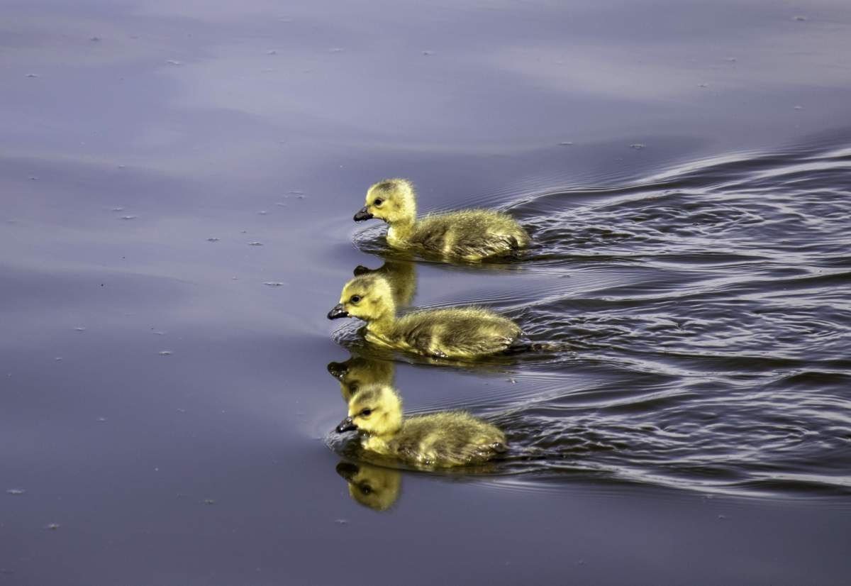 The Your Saskatchewan photo of the day for May 31 was taken by Cathy Wall in Regina.