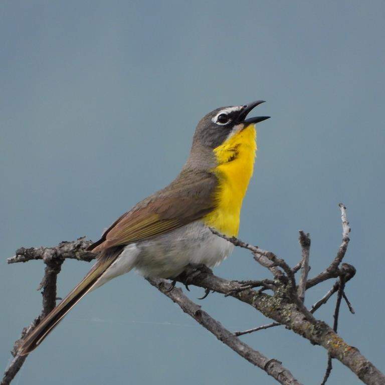 An adult male yellow-breasted chat is shown in this undated photograph on lands protected in collaboration between the En'owkin Centre and Penticton Indian Band with support through ECCC. The rescue from near extinction for a little yellow bird hinges on the wild rose in British Columbia's Okanagan Valley, a researcher says. THE CANADIAN PRESS/HO, A. Michael Bezener/ En'owkin Centre 2020 *MANDATORY CREDIT*.