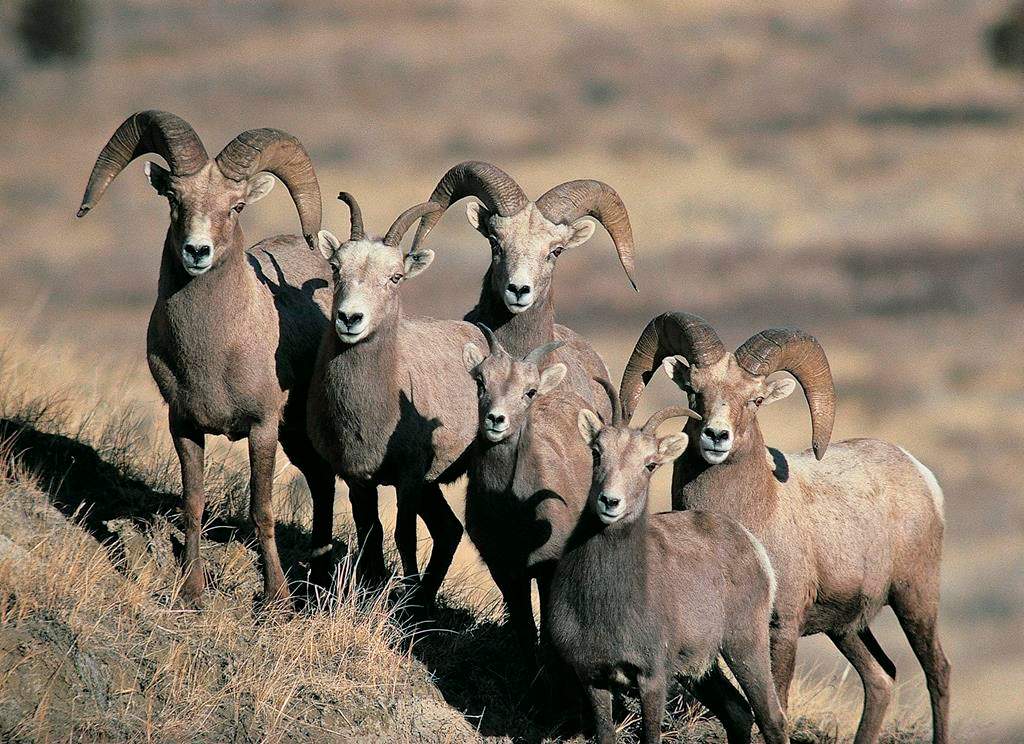 A file photo of bighorn sheep.