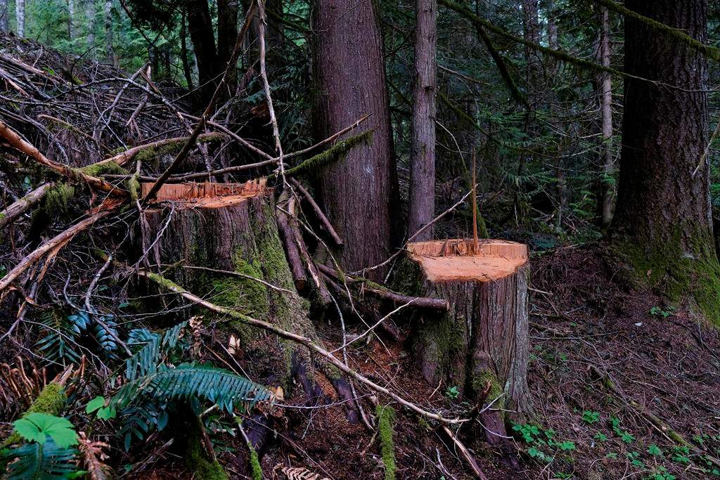 Poached trees that were taken recently on Vancouver Island in the Mount Prevost area near Cowichan, B.C. are shown on Sunday, May 10, 2021. Big trees, small trees, dead trees, softwoods and hardwoods have all become valuable targets of tree poachers in British Columbia as timber prices hit record levels. THE CANADIAN PRESS/Jen Osborne. 