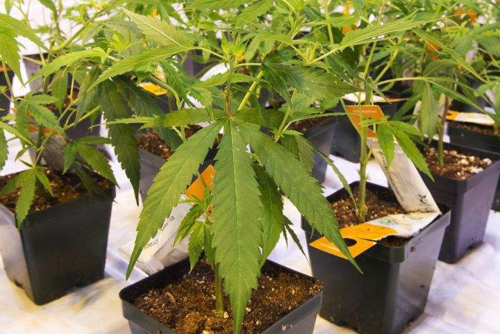 Cannabis seedlings at the new Aurora Cannabis facilty Friday, November 24, 2017 in Montreal.
