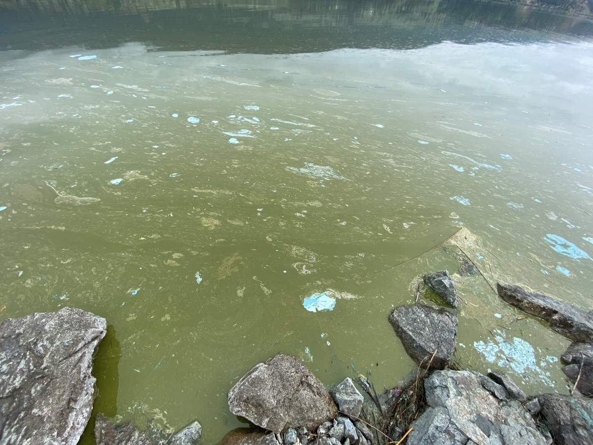 A photo of an algae bloom on Wood Lake in the Central Okanagan on May 12, 2021.