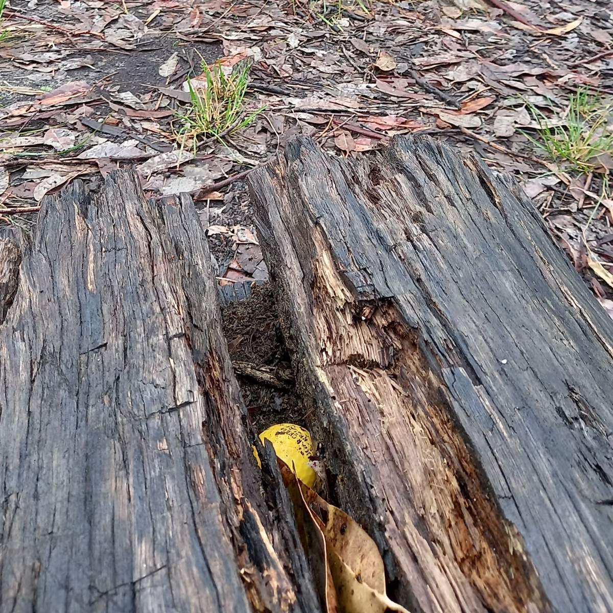 A golf ball from Cougar Creek Golf Resort in Parkland County, Alta., found in a log on Hinchinbrook Island — a national park in the northeastern Australia state of Queensland.