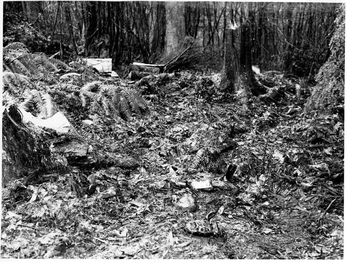 A photo of the area in Stanley Park where the boys were found in 1953.