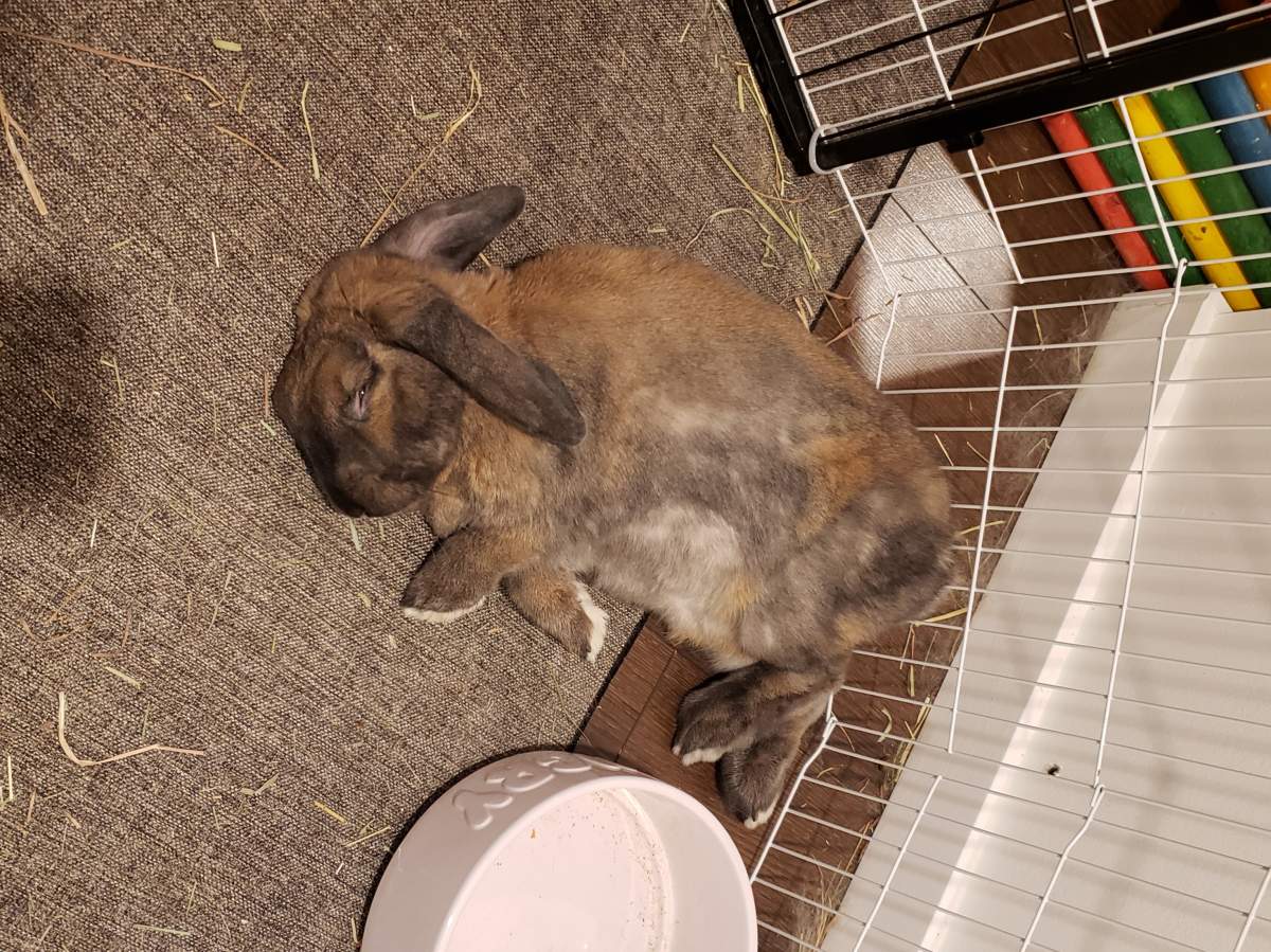 One of Karli Pansky’s pet rabbits.