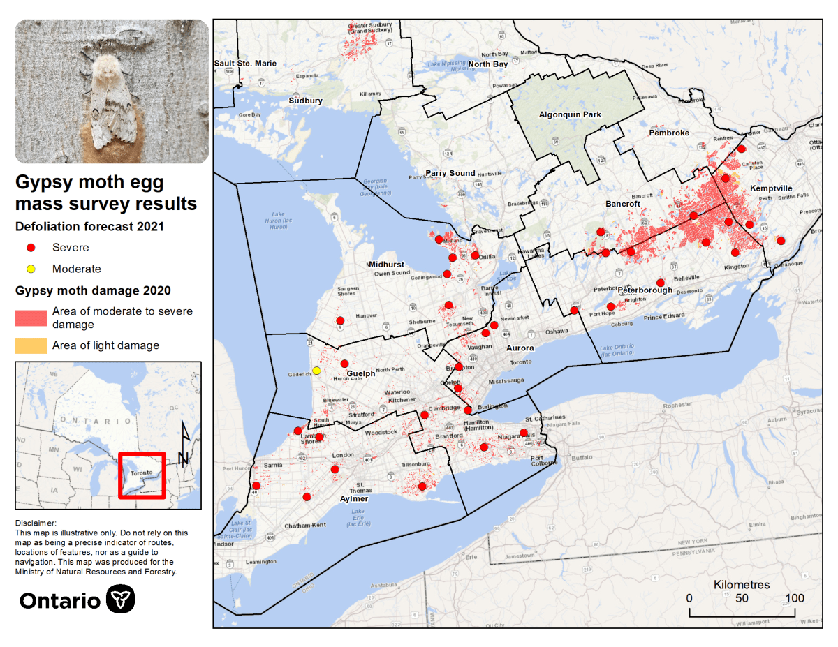 Ontario gypsy moth defoliation forecast for 2021 and damage seen in 2020.