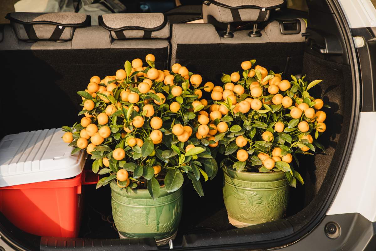 A photo of flower pots in the trunk of a vehicle. A Winnipeg man was hurt after a violent flower robbery Sunday.