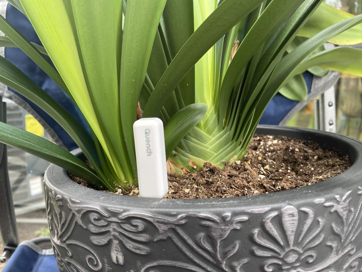 Quench device detects moisture levels in most indoor plants