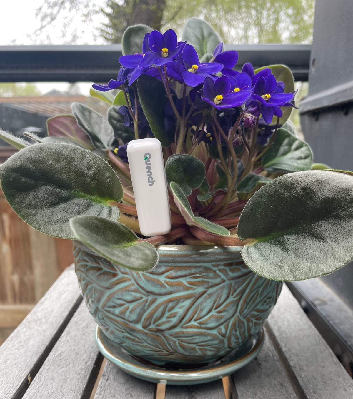Quench was designed to let plant owners know when it’s time to water
