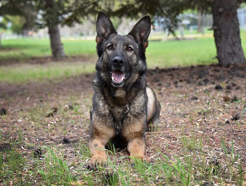 Portage la Prairie RCMP say police dog, Jolt, helped track down a car-jacking suspect Sunday.