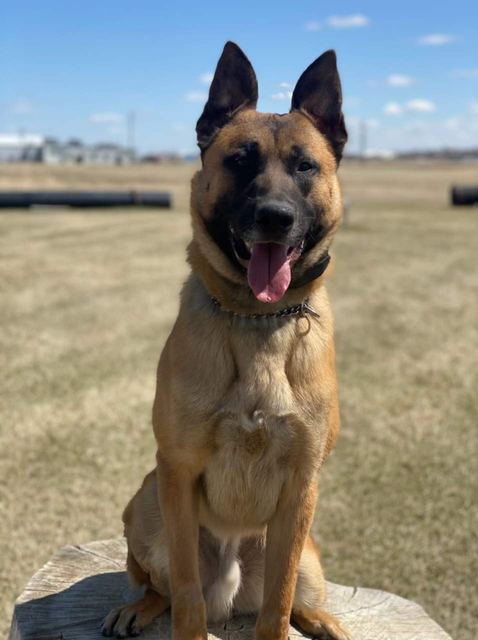 Police dog trainee Zion.