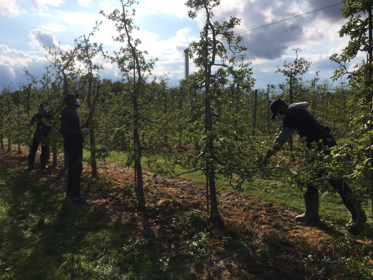 Workers trim apple tree at apple farm in Ontario.