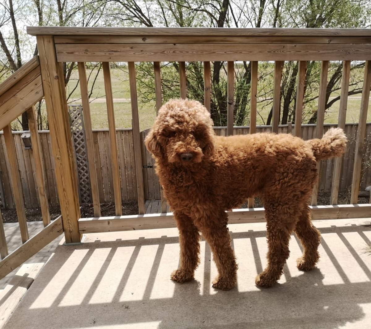 Family dog being hailed as hero after Regina house fire - image