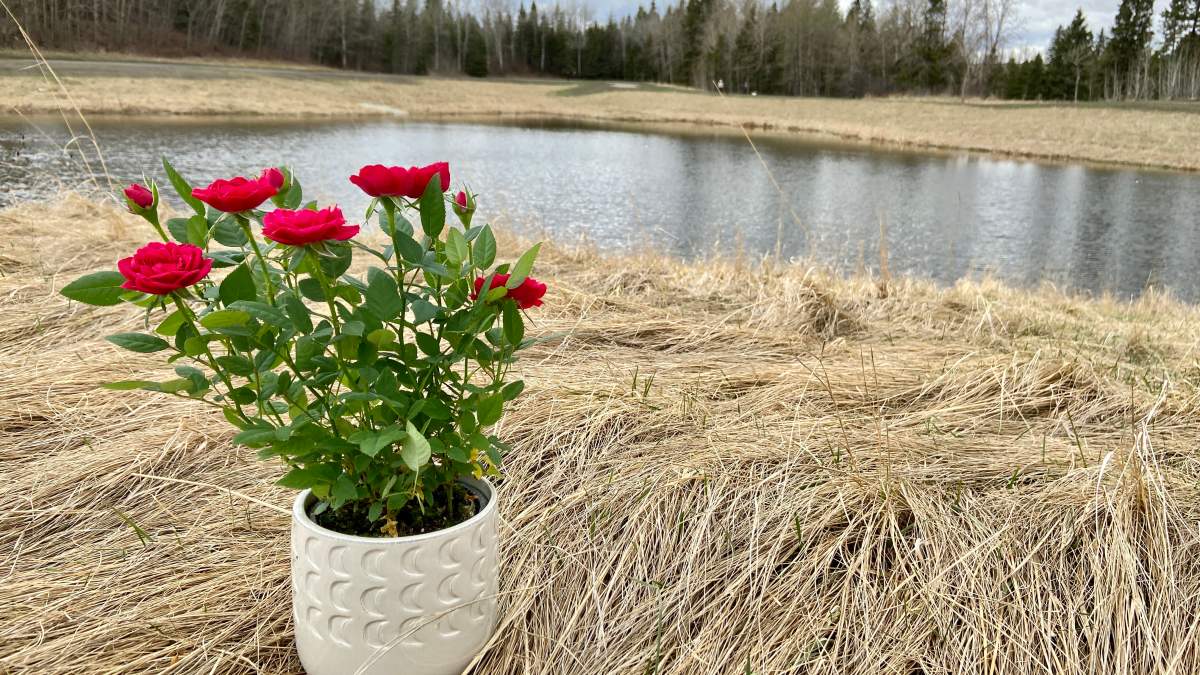 A flower sits next to a southwest Edmonton pond where a woman was found and sent to hospital in critical condition a day earlier, Sunday, May 2, 2021.
