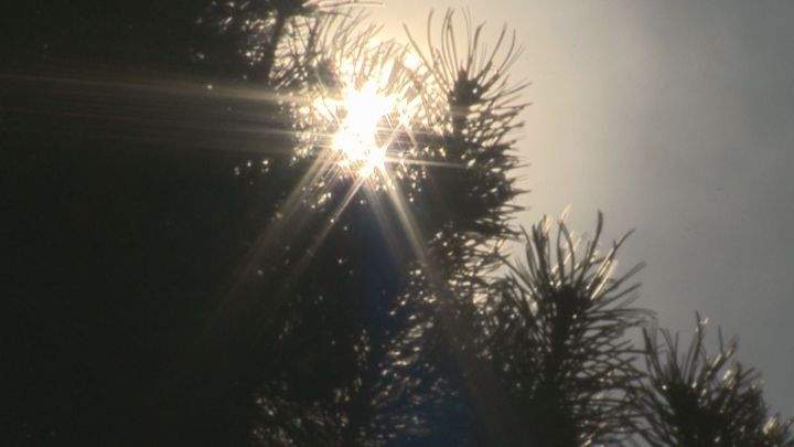 A photo of a tree in Fort McMurray.