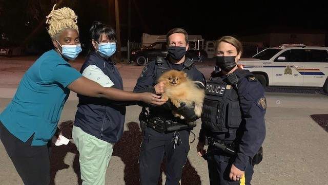 Police say a Pomeranian named Chocnut was stolen from the 3000 block of 24th Avenue on Tuesday, but was tracked down and returned to its owner that night.