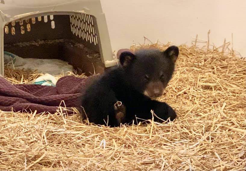 The bear cub that arrived at Black Bear Rescue Manitoba on April 28.