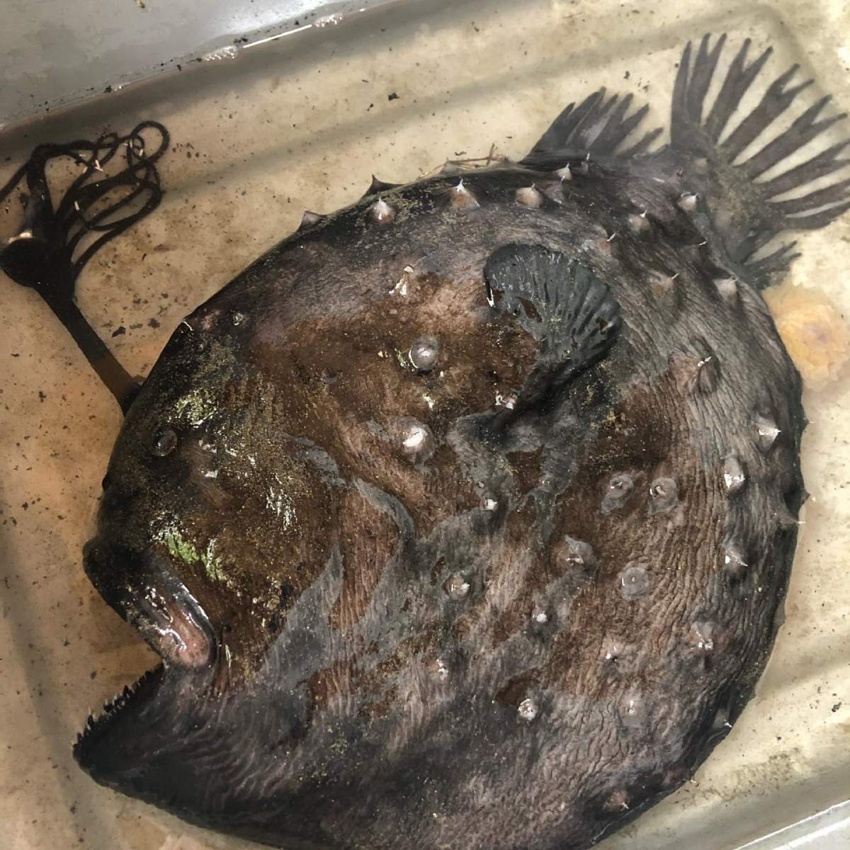 A dead Pacific football fish specimen is shown in this handout photo.