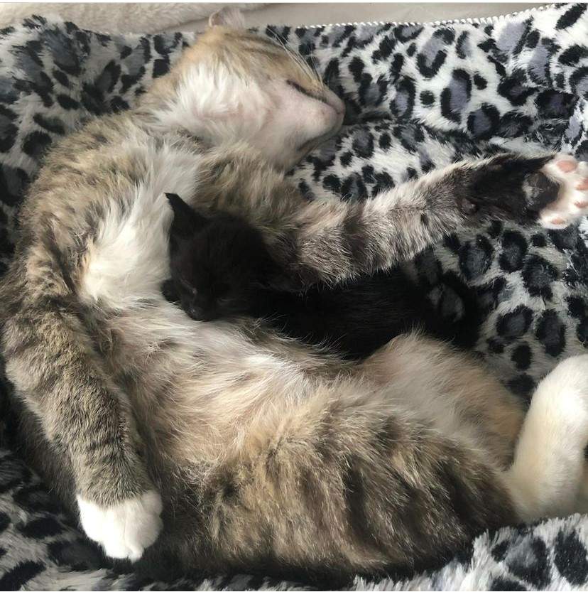 Grandpa Garth curls up for a nap with his kitten pal.