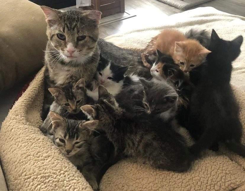 Garth loves kittens. He protects them, bathes them, and keeps them warm with his cuddles.