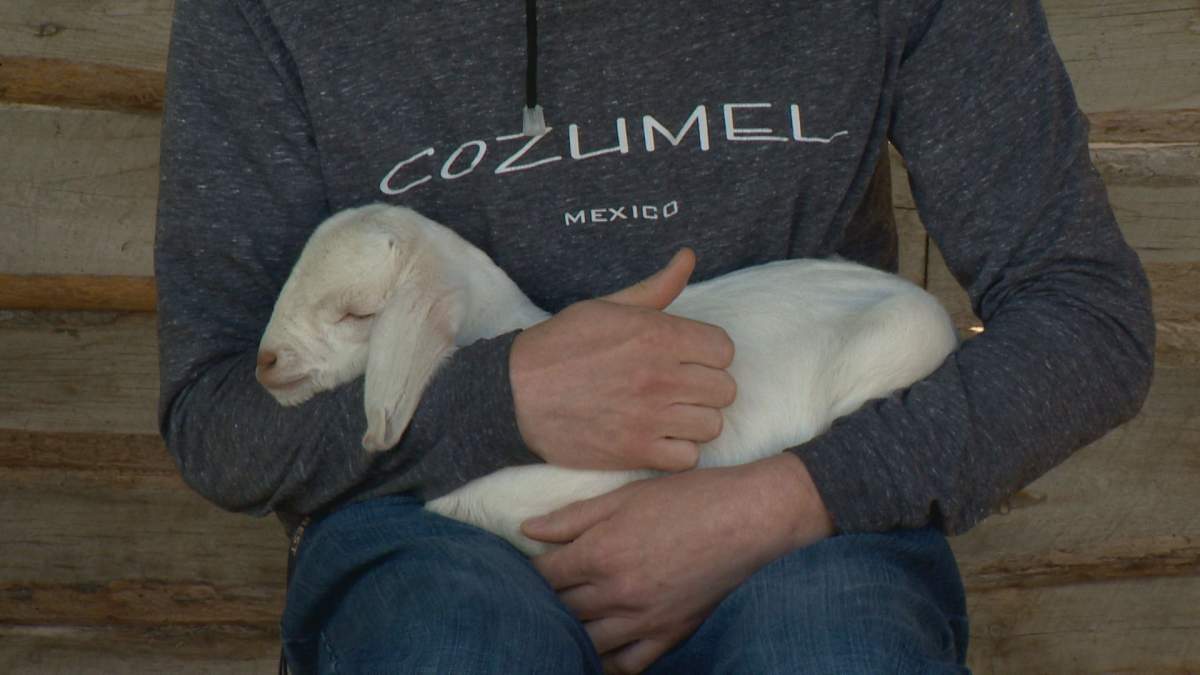 A baby goat snuggled to sleep.